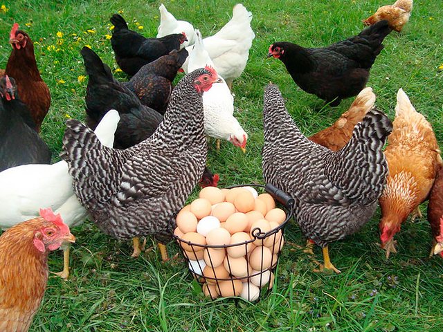 Содержание кур и уход за ними | ЗооТом - продажа, вязка и услуги для животных в Первомайске