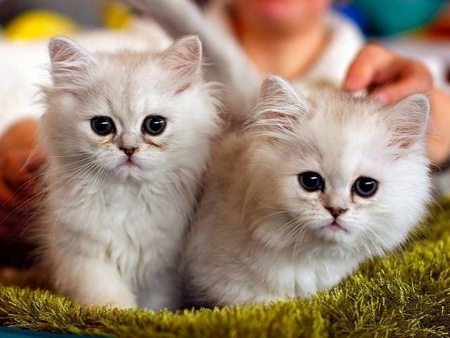 Породы кошек в Первомайске | ЗооТом портал о животных