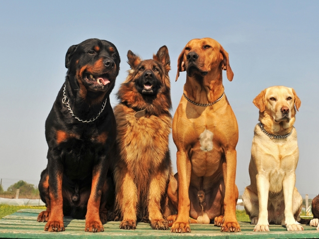 Крупные породы собак в Первомайске | ЗооТом портал о животных
